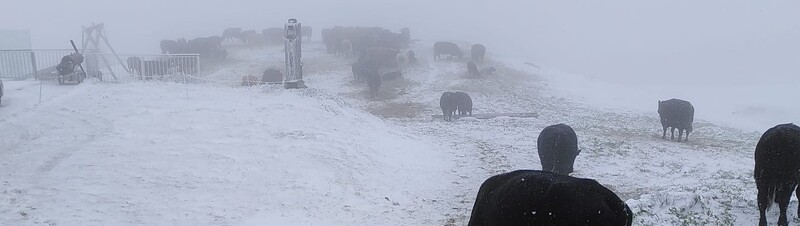 Raguta News mit Kühen 2024